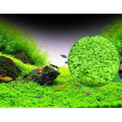 Hạt giống thủy sinh