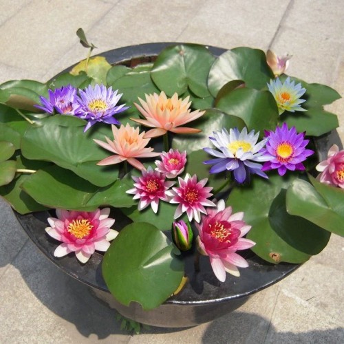 Củ hoa súng thái mini mix màu