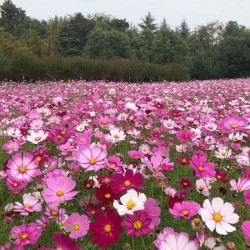 Hạt giống hoa sao nhái(cánh bướm)