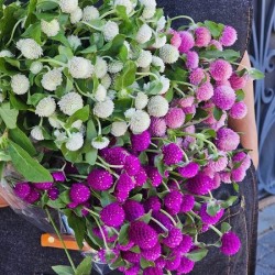 Hạt giống hoa cúc bách nhật