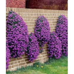 Hạt giống hoa leo đá tím
