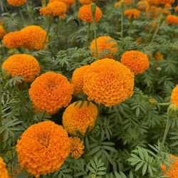 Hạt giống hoa vạn thọ đỏ