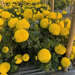 Hạt giống hoa cúc vạn thọ vàng chanh