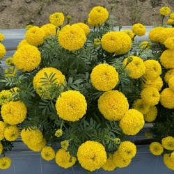 Hạt giống hoa cúc vạn thọ vàng chanh