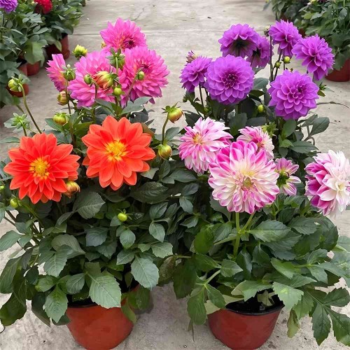 Hạt giống hoa thược dược lùn