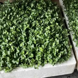 Hạt giống rau mầm cải ngọt Hạt giống rau mầm cải ngọt