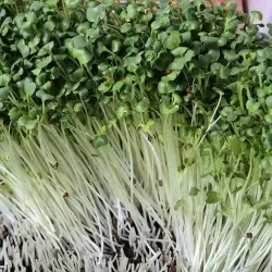 Hạt giống rau mầm cải xanh Đà Lạt Hạt giống rau mầm cải xanh Đà Lạt