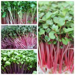 Hạt giống rau mầm củ cải đỏ Hạt giống rau mầm củ cải đỏ