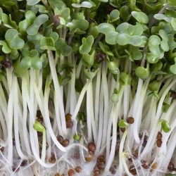 Hạt giống rau mầm củ cải trắng