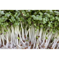 Hạt giống rau mầm củ cải trắng Hạt giống rau mầm củ cải trắng