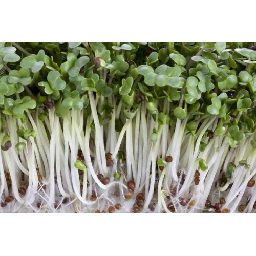 Hạt giống rau mầm củ cải trắng