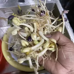 Hạt giống rau mầm đậu cove