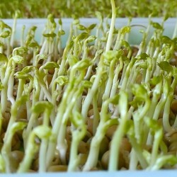 Hạt giống rau mầm đậu Hà Lan