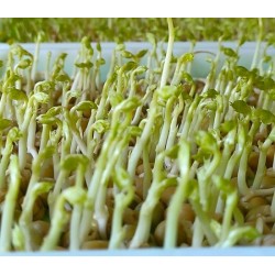 Hạt giống rau mầm đậu Hà Lan