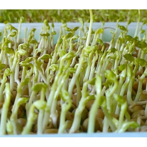 Hạt giống rau mầm đậu Hà Lan
