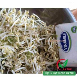 Hạt giống  rau mầm đậu xanh làm giá