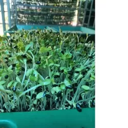 Hạt giống rau mầm hướng dương Hạt giống rau mầm hướng dương