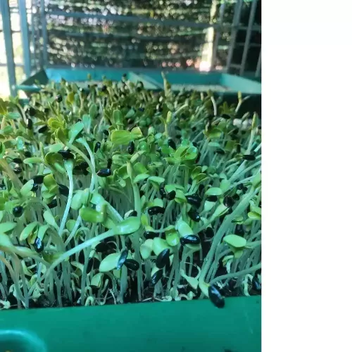 Hạt giống rau mầm hướng dương