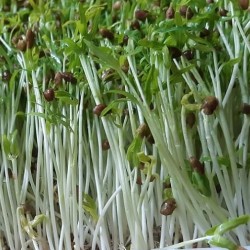 Hạt giống rau mầm rau muống