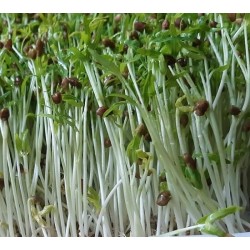 Hạt giống rau mầm rau muống