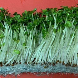 Hạt giống rau mầm súp lơ xanh