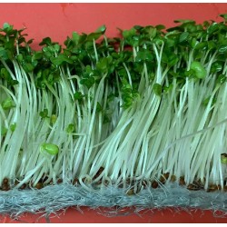 Hạt giống rau mầm súp lơ xanh