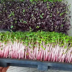 Hạt giống rau mầm thảo dược MeThi