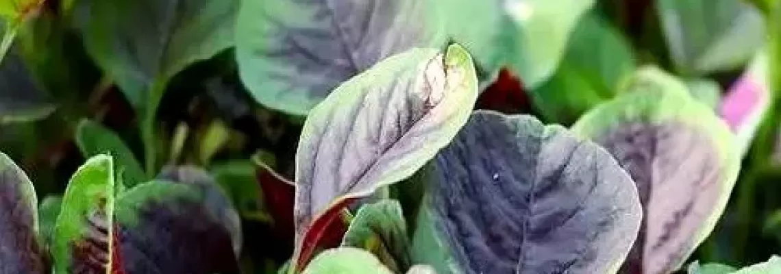 Các loại rau củ bổ máu nên ăn thường xuyên Các loại rau củ bổ máu nên ăn thường xuyên