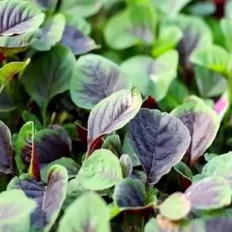 Các loại rau củ bổ máu nên ăn thường xuyên Các loại rau củ bổ máu nên ăn thường xuyên