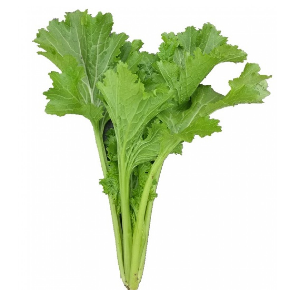 Hạt giống rau cải mèo đặc sản ngọt lành SaPa