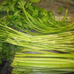 Hạt giống rau cần ta hết hàng