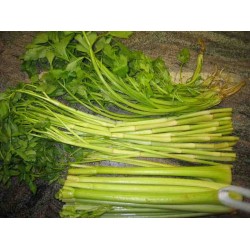 Hạt giống rau cần ta hết hàng