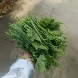 Hạt giống bí siêu ngọn Hạt giống bí siêu ngọn