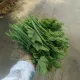 Hạt giống bí siêu ngọn mập