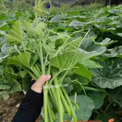 Hạt giống bí siêu ngọn Hạt giống bí siêu ngọn