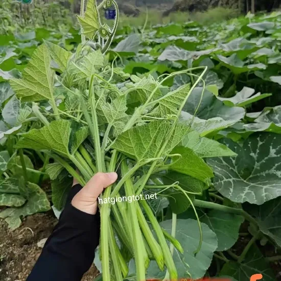 hạt giống bí siêu ngọn