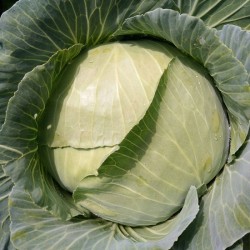 Hạt giống bắp cải Đại Niên Hạt giống bắp cải Đại Niên