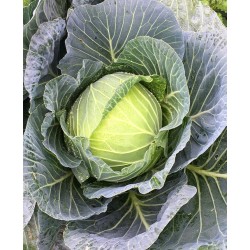 Hạt giống bắp cải Đại Niên Hạt giống bắp cải Đại Niên