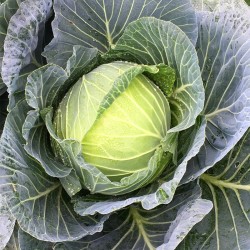 Hạt giống bắp cải Đại Niên