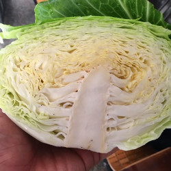 Hạt giống bắp cải tokita