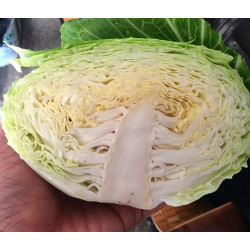 Hạt giống bắp cải tokita