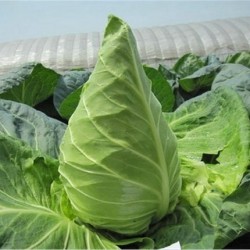 Hạt giống bắp cải trái tim