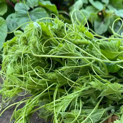 Hạt giống bầu siêu ngọn