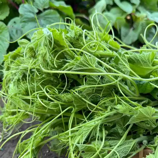 hạt giống bầu siêu ngọn