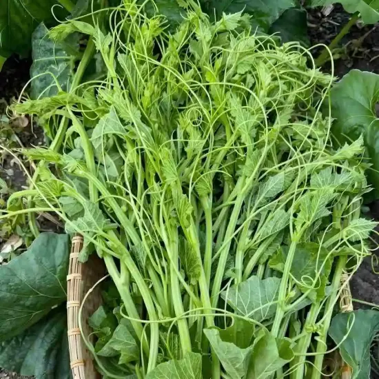 giống bầu siêu ngọn