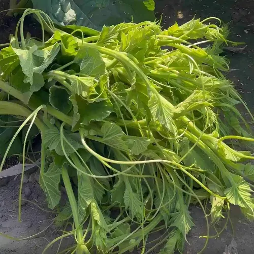 Hạt giống bầu siêu ngọn