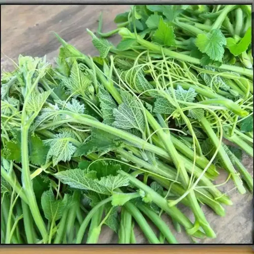 Hạt giống bí siêu ngọn mập