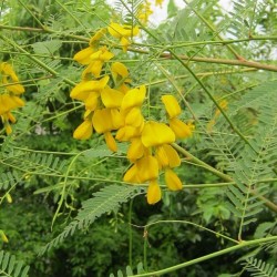 Hạt giống bông điển điển