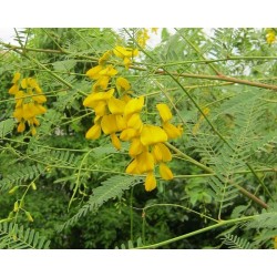 Hạt giống bông điển điển Hạt giống bông điển điển