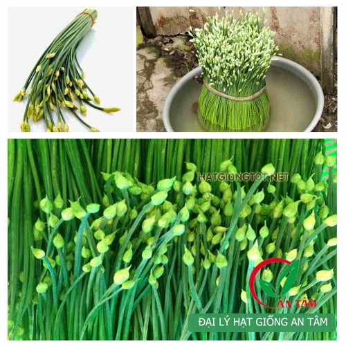 Hạt giống bông hẹ(hẹ hoa, hẹ tỏi)